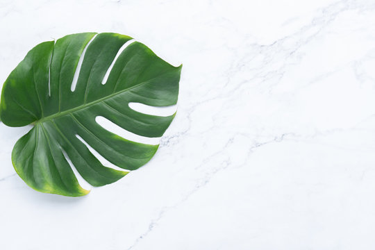 Isolate Dark green Monstera large leaves, philodendron tropical foliage plant growing in wild on white mable rock background concept for flat lay summer greenery leaf texture rainforest floral