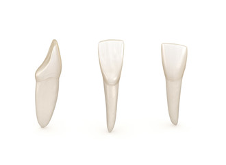 Dental anatomy - mandibular central incisor tooth. Medically accurate dental 3D illustration