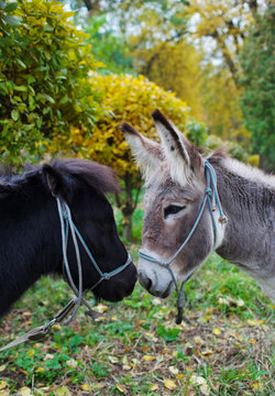 Cute pony and donkey at natural park,enjoying nice weather,life is good