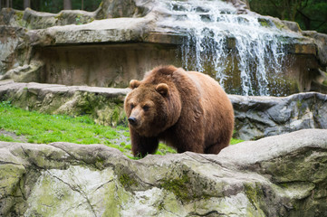 Save an animal today. Wild animal of the bear family in natural environment. Wild bear species....