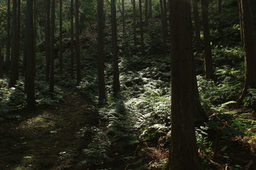 杉の森林とシダの葉です
