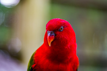 red parrot