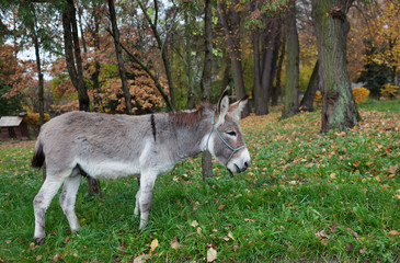 Cute donkey at natural park,enjoying nice weather,life is good