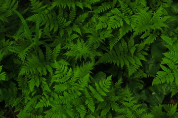 Naklejka na ściany i meble macro Photo of green fern petals. Fern on the background of green plants.