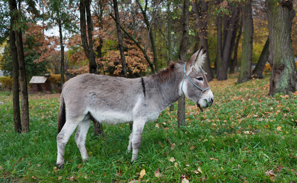 Cute donkey at natural park,enjoying nice weather,life is good