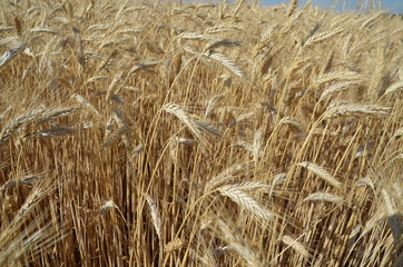 Fototapeta premium przenica, pola, rolnictwa, niebo, plon, zboza, lato, farma, zbiorów, charakter, roślin, kaszka, krajobraz, zółty, złota, obszarów wiejskich, blękit, kukurydza, jedzenie, bochenki, jęczmień, dojrzałe, 