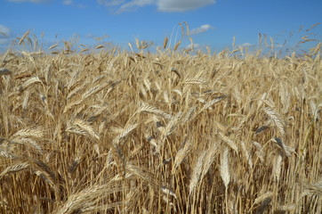 przenica, pola, rolnictwa, niebo, plon, zboza, lato, farma, zbior&oacute;w, charakter, roślin, kaszka, krajobraz, z&oacute;łty, złota, obszar&oacute;w wiejskich, blękit, kukurydza, jedzenie, bochenki, jęczmień, dojrzałe, 
