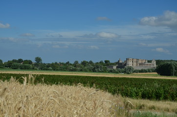 przenica, pola, rolnictwa, niebo, plon, zboza, lato, farma, zbiorów, charakter, roślin, kaszka, krajobraz, zółty, złota, obszarów wiejskich, blękit, kukurydza, jedzenie, bochenki, jęczmień, dojrzałe,  © Szymon