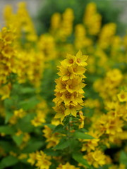 flowers loosestrife bright yellow inflorescences and lush green foliage