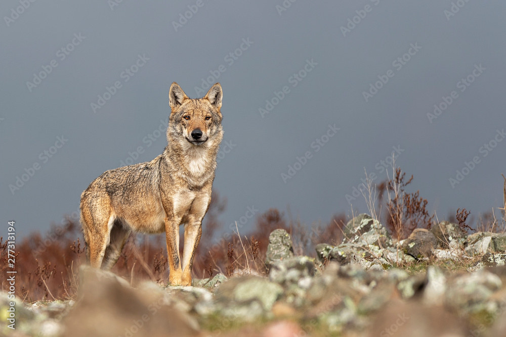 Wall mural Wolf in the wild nature