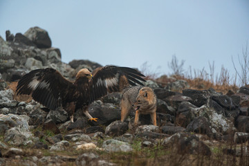Wild fighting eagle and jackal.