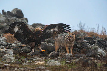 Wild fighting eagle and jackal.