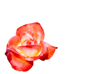 Beautiful rose isolated on white background.