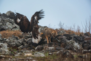 Wild fighting eagle and jackal.