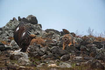 Wild fighting eagle and jackal.