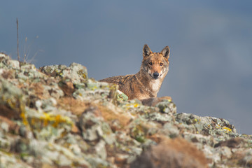 Wolf in the wild nature