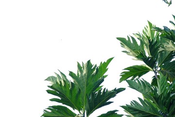 Fototapeta na wymiar Breadfruit plant leaves with branches on white isolated background for green foliage backdrop 