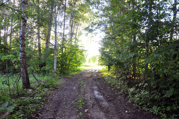 Fototapeta na wymiar Forest road surrounded by trees after rain.