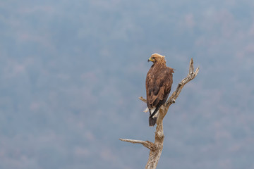 Eagle on branch