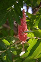 kwiat, charakter, roślin, czerwień, drzew, zieleń, jardin, stożek, galąz, sosna, feuille, aloe, kwiat, flora, lato, kwiat, kwiat, jary, imbir, bory, botanika, feuille, makro, roz, piękne