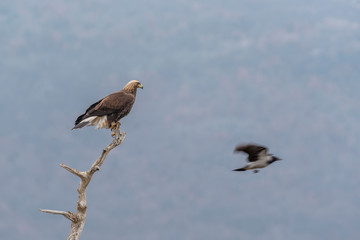 Eagle on branch
