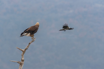 Eagle on branch