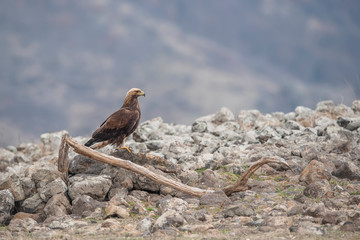 Eagle in mountains