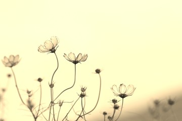 セピア色のコスモス