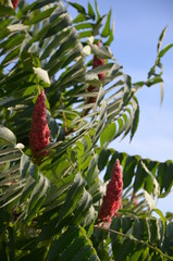 kwiat, charakter, roślin, czerwień, drzew, zieleń, jardin, stożek, galąz, sosna, feuille, aloe, kwiat, flora, lato, kwiat, kwiat, jary, imbir, bory, botanika, feuille, makro, roz, piękne