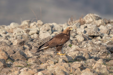 Eagle in mountains
