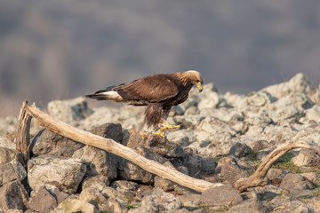 Eagle in mountains