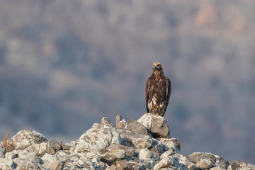 Eagle in mountains