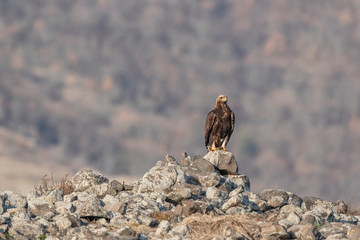 Eagle in mountains