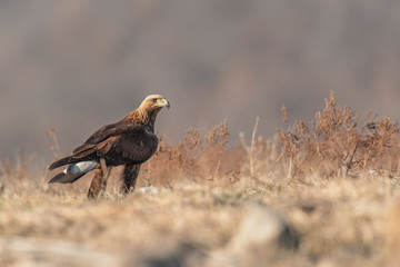 Eagle in mountains