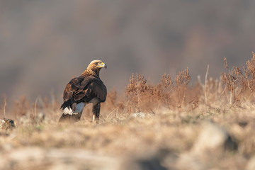 Eagle in mountains