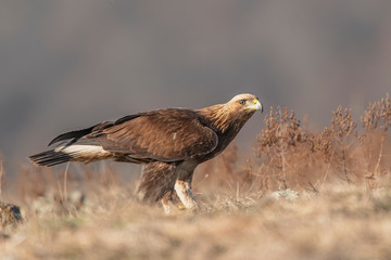 Eagle in mountains