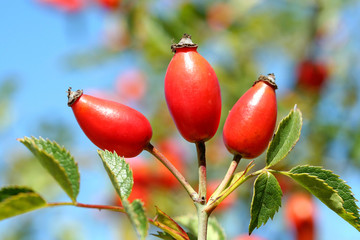 Dog rose hips. Rosa canina.