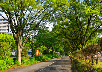 Street with many trees in Nagoya, Japan