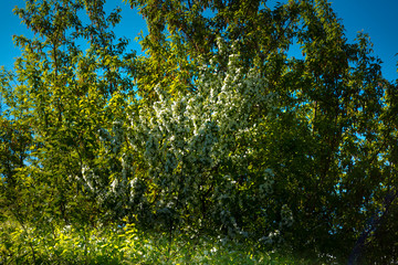 A large flowering apple tree with white flowers