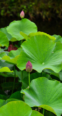 Lotus flowers blooming at summer day