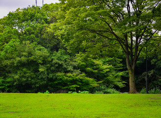 Green landscape formed by beautiful trees