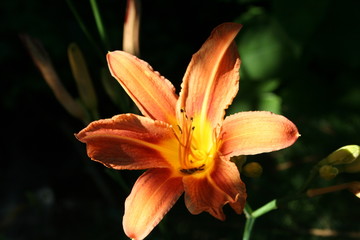 Blumen - Bl&uuml;ten