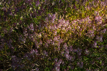 Large blooming lilac bush in early spring