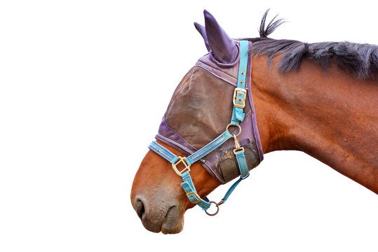 Side profile view of a brown horse head wearing a mesh fly mask and head collar isolated on white background