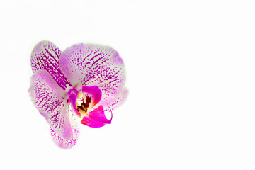Orchid. On a white isolated background pink Orchid on the left side, on the right empty space under the inscription. Isolate
