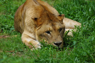 ライオン　♀