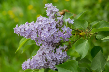 Obraz premium Clusters of blooming lilacs in early spring in May