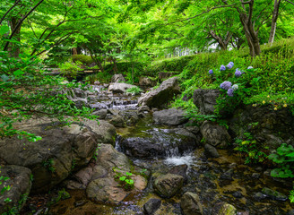 Small stream at botanic garden