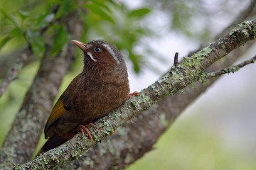 Taiwan noise bird (Garrulax morrisonianus)