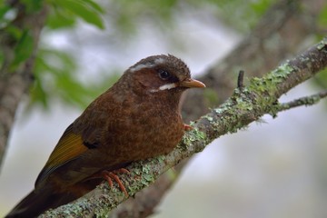 Taiwan noise bird (Garrulax morrisonianus)